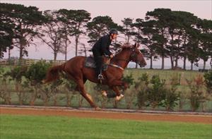 Flemington debut for Circles Of Gold colt