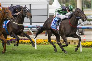 Shamus aims to underline star status in Guineas