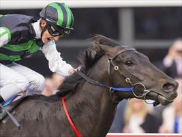 COX PLATE - SHAMUS AWARD